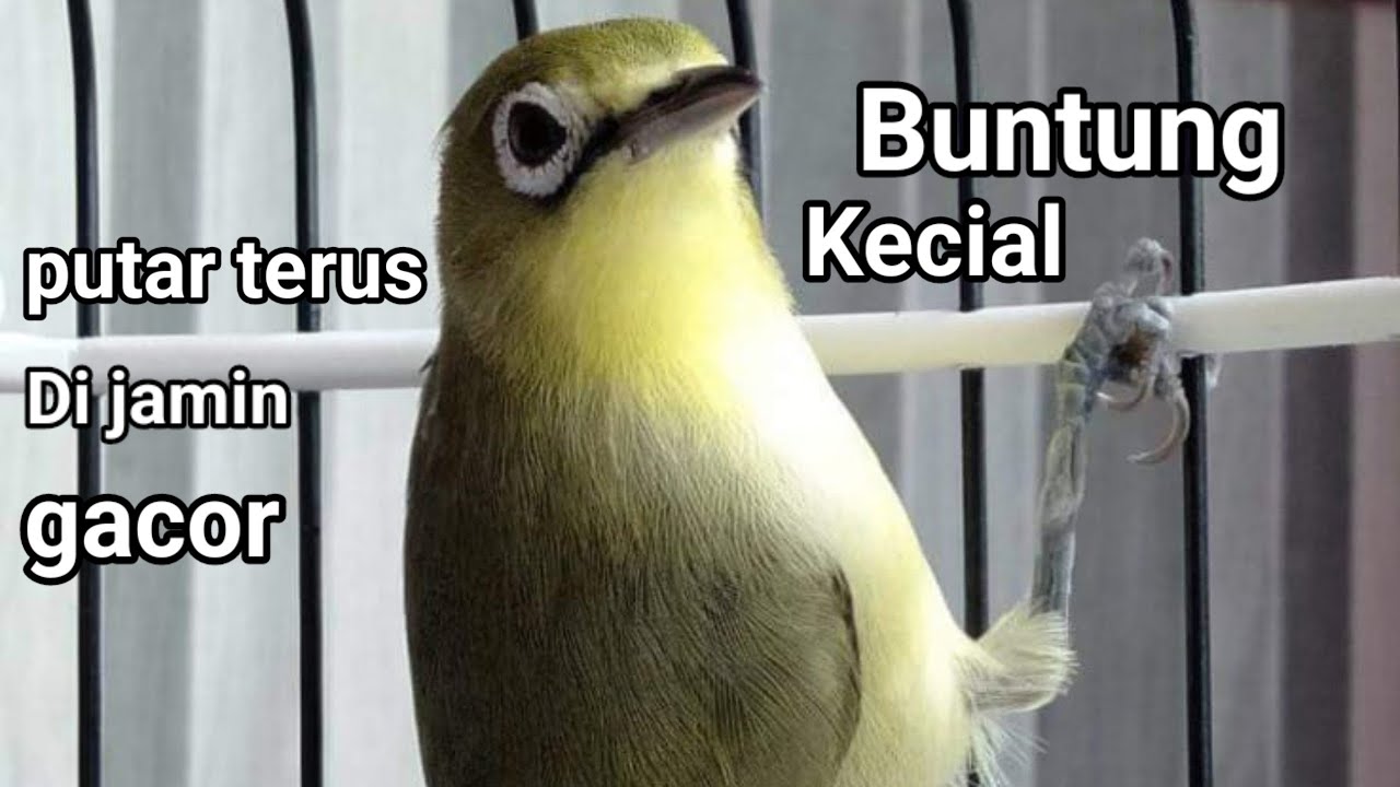 Ciak - ciak kecial kuning Buntung melatih mental kicau burung anda