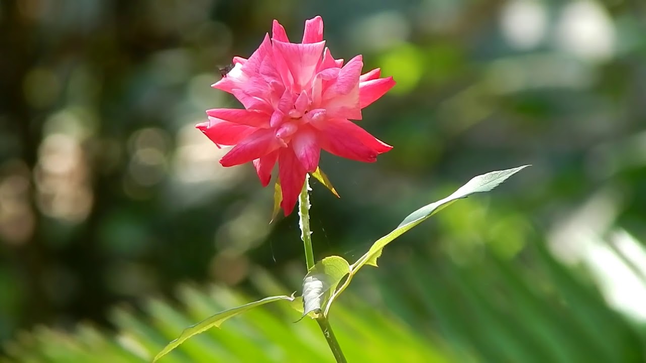 How to Blur Background in all Nikon Coolpix -L340, P900, B500...