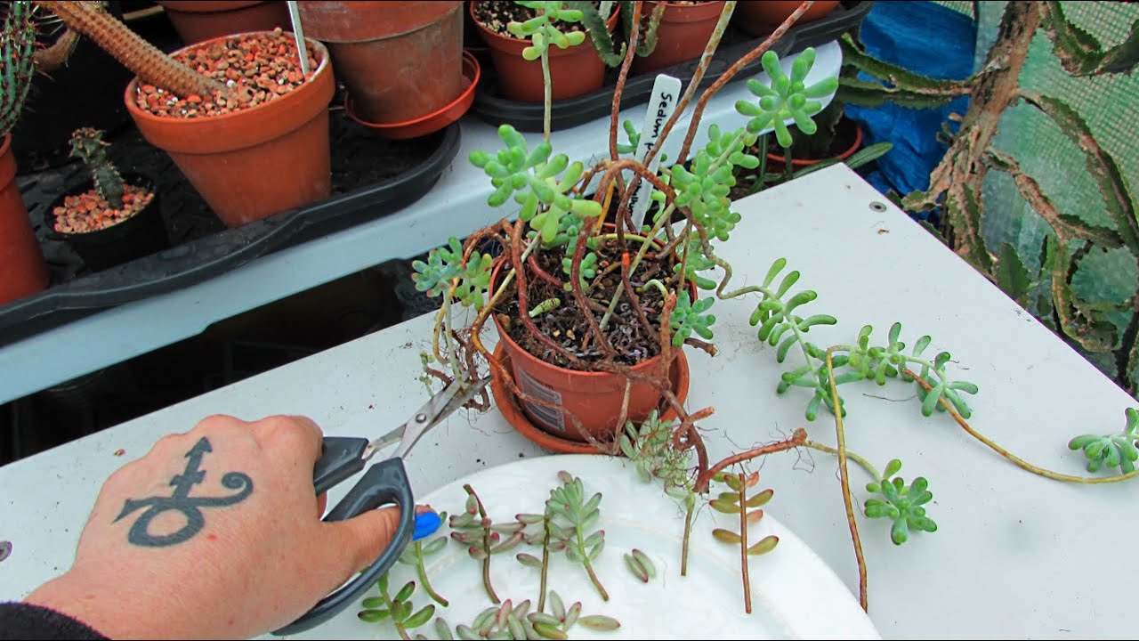 How to Propagate Prune & plant Cuttings of Jelly Bean Plants Sedum rubrotinctum & Sedum pachyphyllum