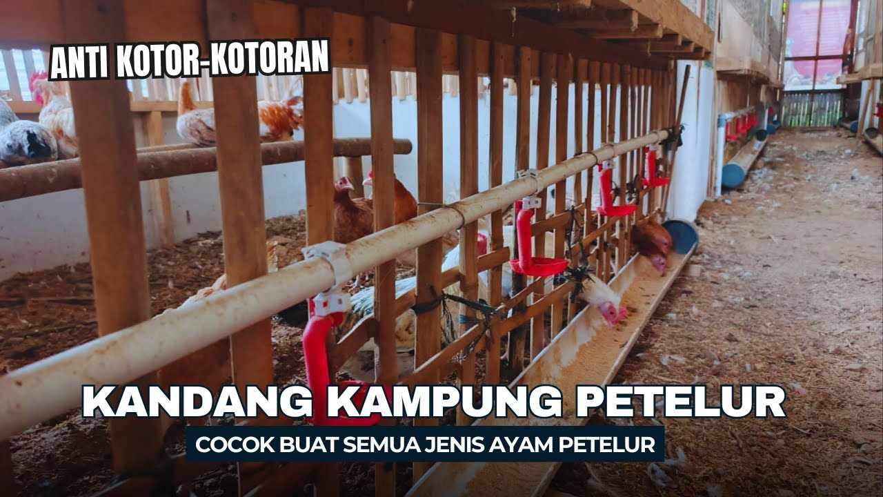 INOVASI Kandang Ayam Kampung Petelur Anti Kotor-Kotoran, Gak Perlu Keluar Masuk Kandang