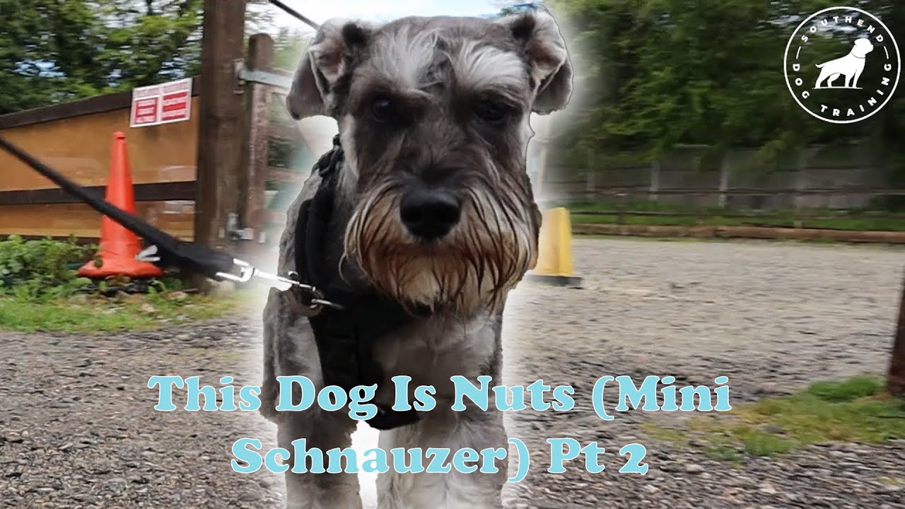 This Dog is Nuts Pt 2 (Mini Schnauzer)