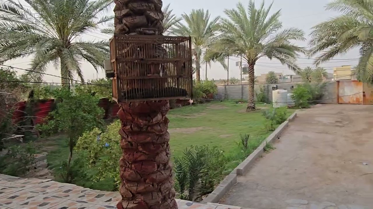 نص دونم مع بيت اللبيع في كربلاء شارع بغداد خلف مدينة سيد الاوصياء الاستفسار اتصل واتساب07733730565