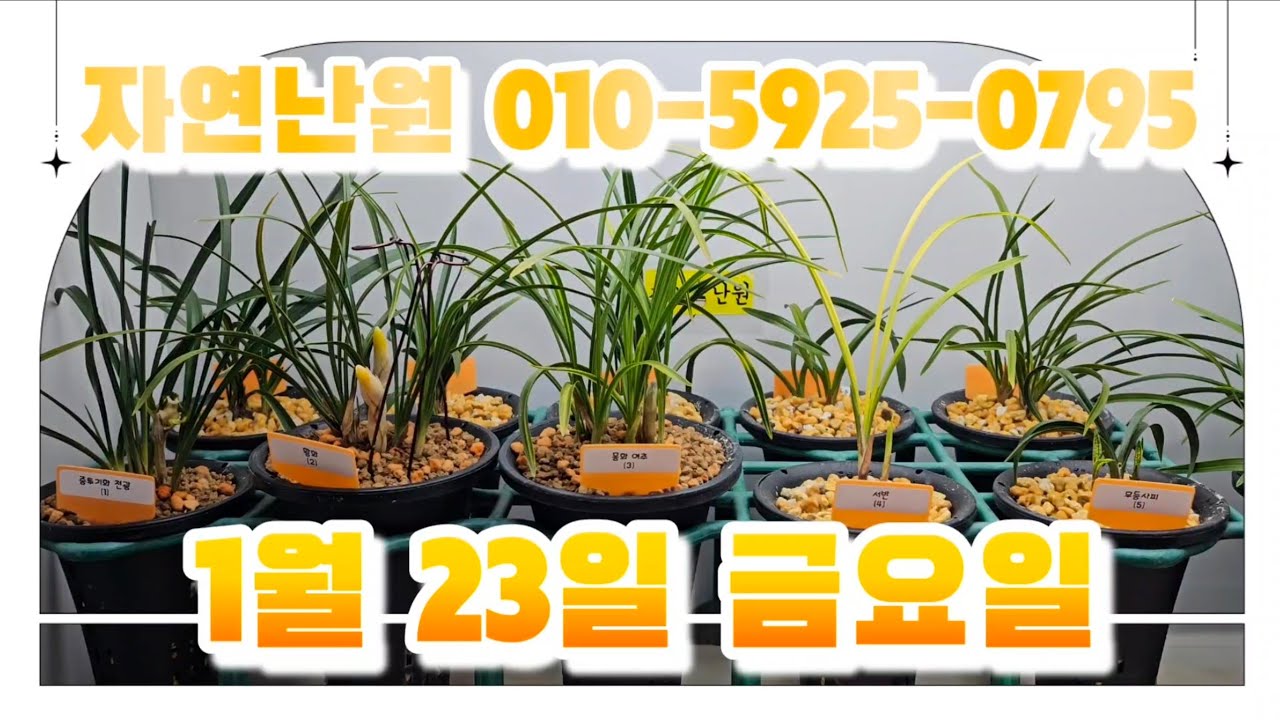 [1월 23일] 천광, 황화, 여추, 서반, 무등사피, 복륜, 두화, 태홍소, 찬보, 소심+집채품 총 12개체입니다♡