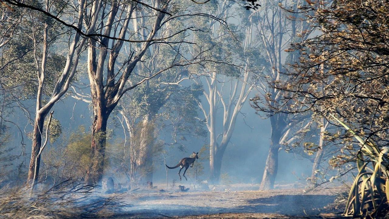 Bushfire recovery package leading 'critical' environmental restoration