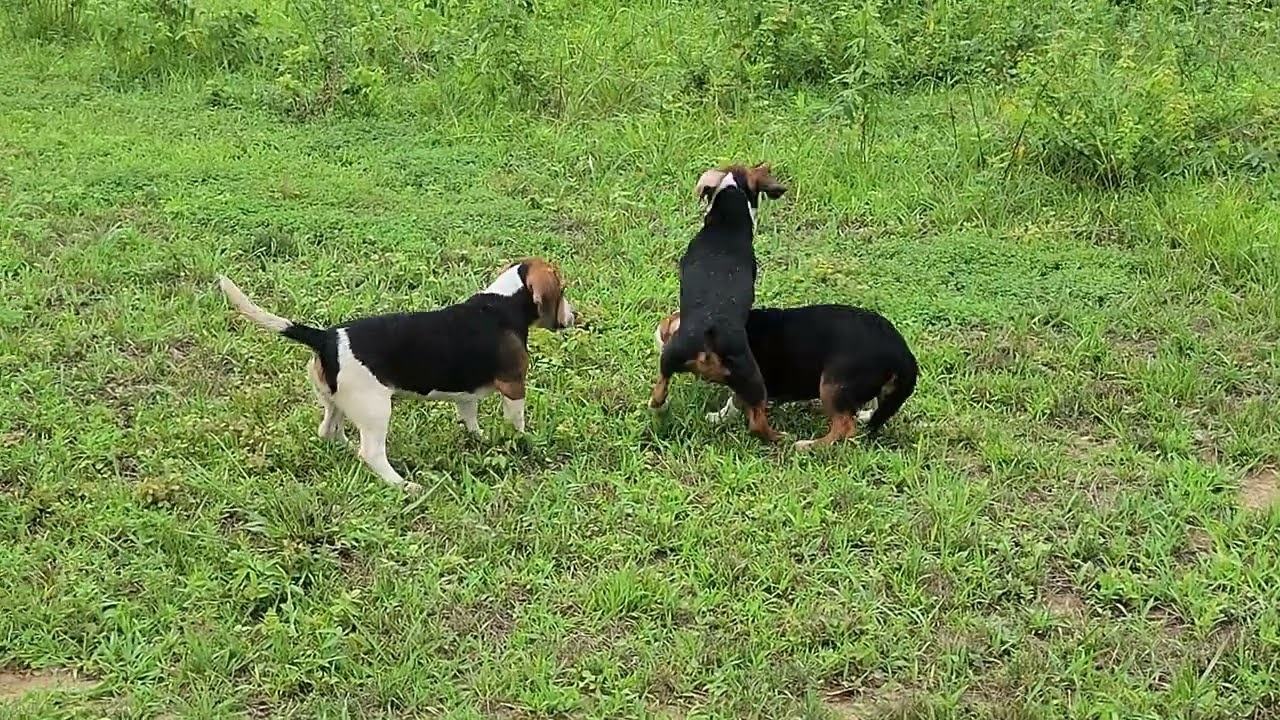 FCGD Bacon Creek Pour It On and FCGD Trackem Down Cuttem Right Linda pups, going on 5 months old