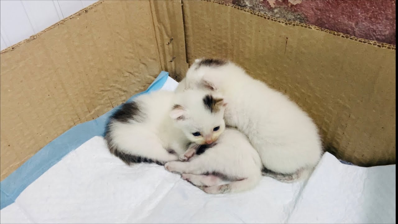 4  mẹ con m&egrave;o hoang 🥰