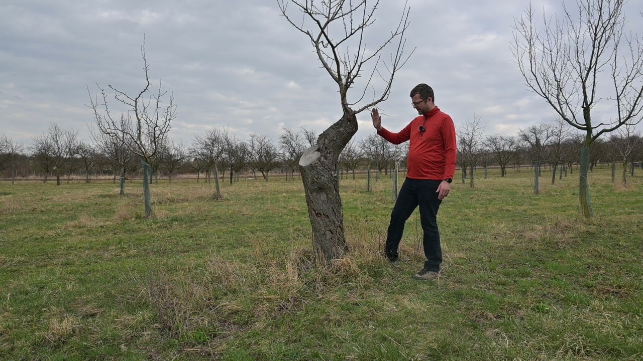 Jak správně vyměnit nový ovocný stromek za starý? Je možné pěstovat stejný druh na stejném místě?