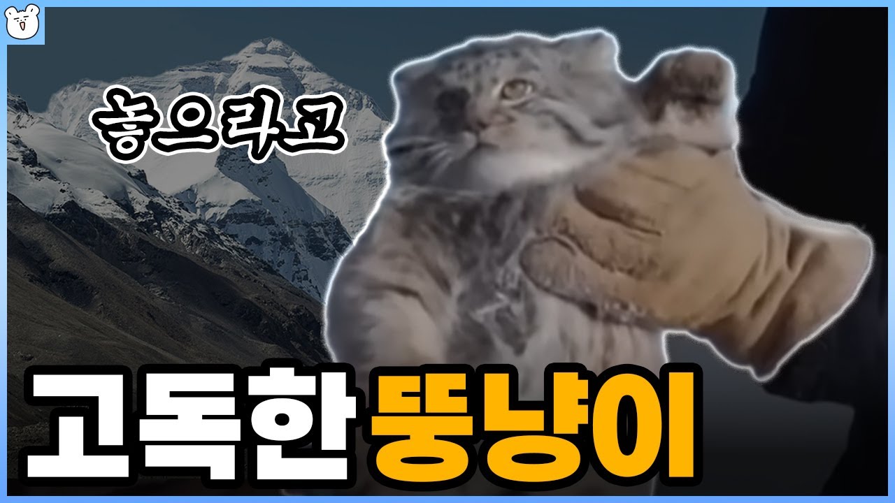 히말라야의 냥아치(?) 마눌 고양이