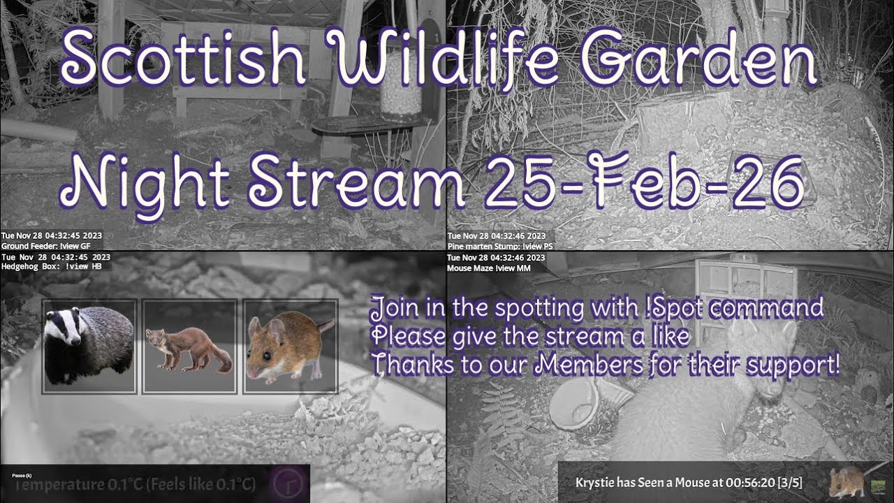 LIVE 🔴 Bird Feeders, Wildlife Cameras Scotland UK from Scottish Wildlife Garden