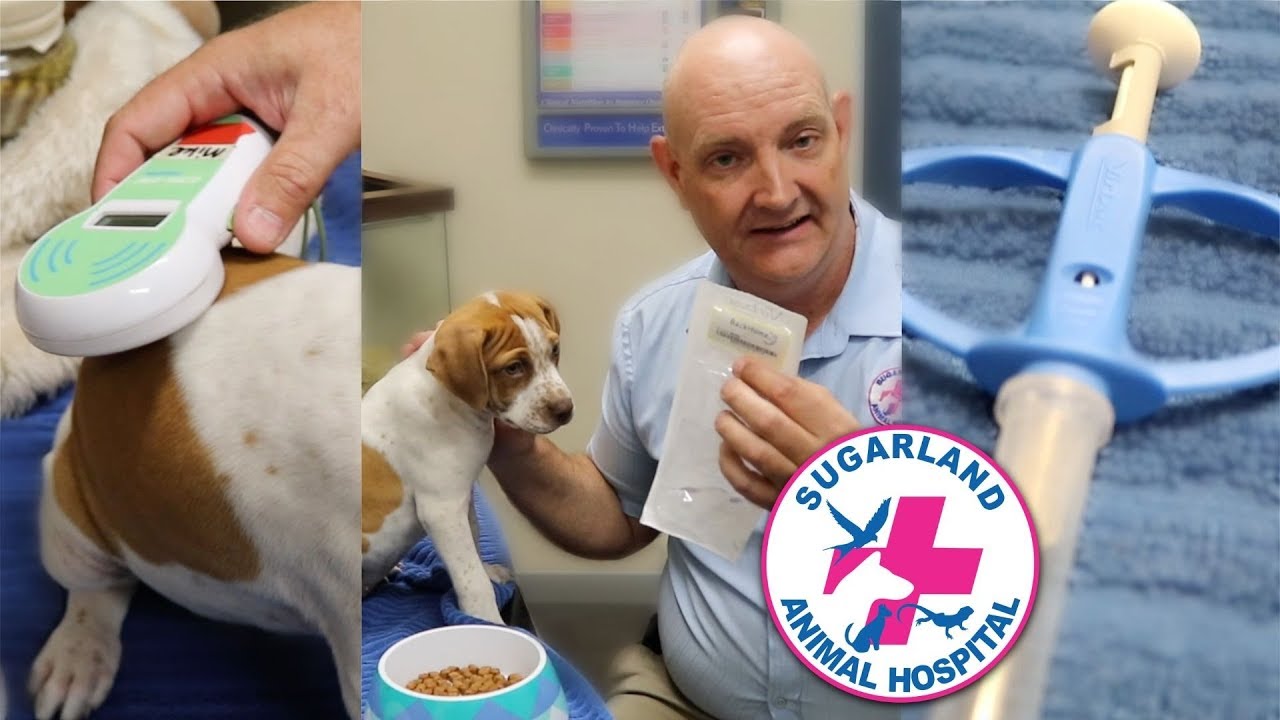 MICROCHIPPING YOUR PETS