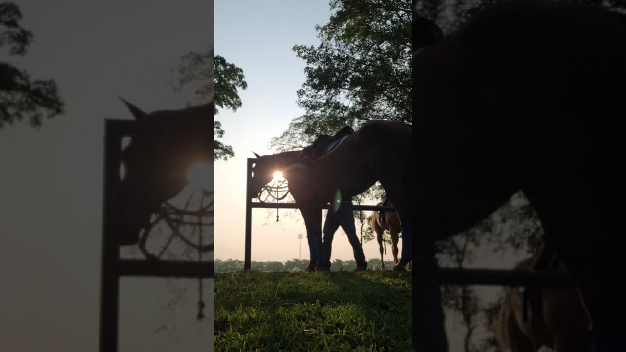 บรรยากาศการเตรียมม้าก่อนลงสนามแข่ง แข่งโปโล #ม้าโปโล #horse 