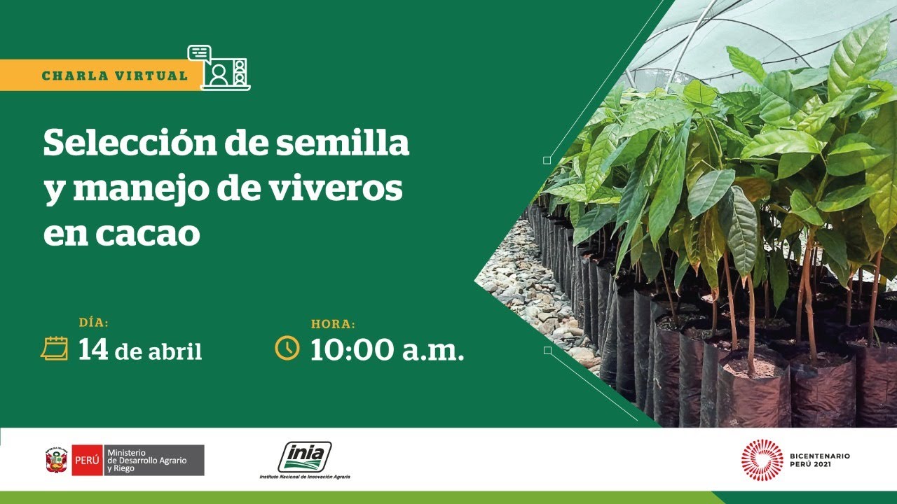 Selección de semilla y manejo de viveros en cacao