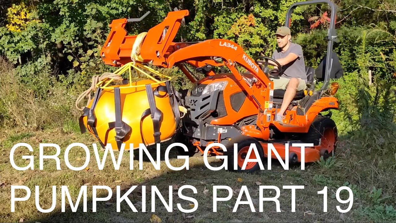 Growing Giant Pumpkins 2021 Part 19 - Surprise Weigh Off Entry