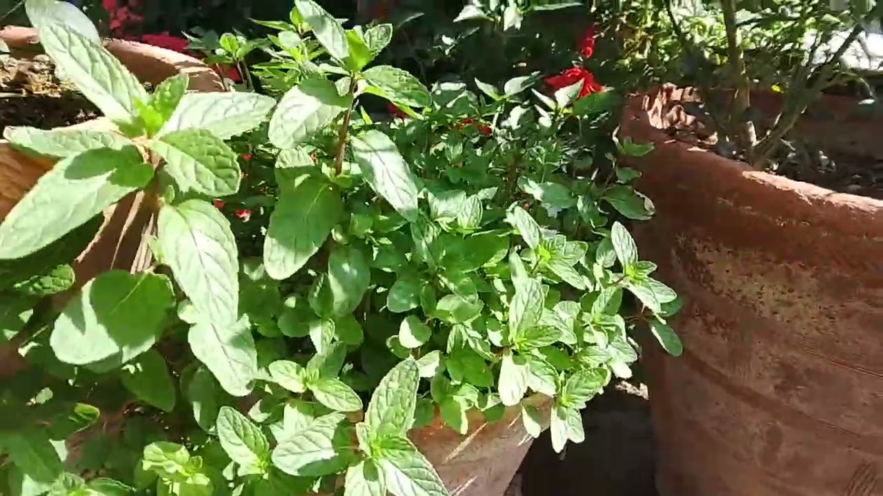 Agar aapki sabzi Nahin #bhar Rahi to aap KMC #khad ka istemal Karen#garden tips 