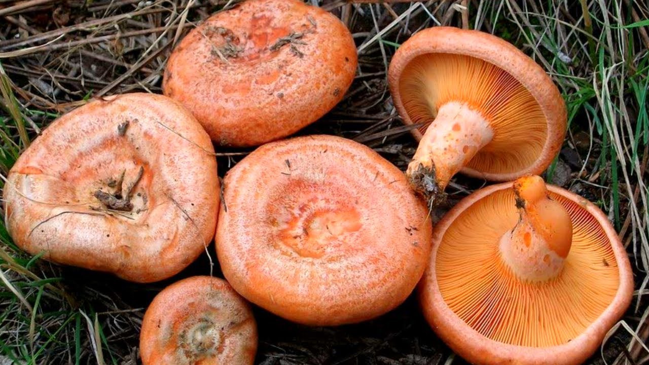 Hunting and Cooking Saffron Milk Cap (Lactarius Deliciosus) I Kanlica, Melki, Cintar Mantari