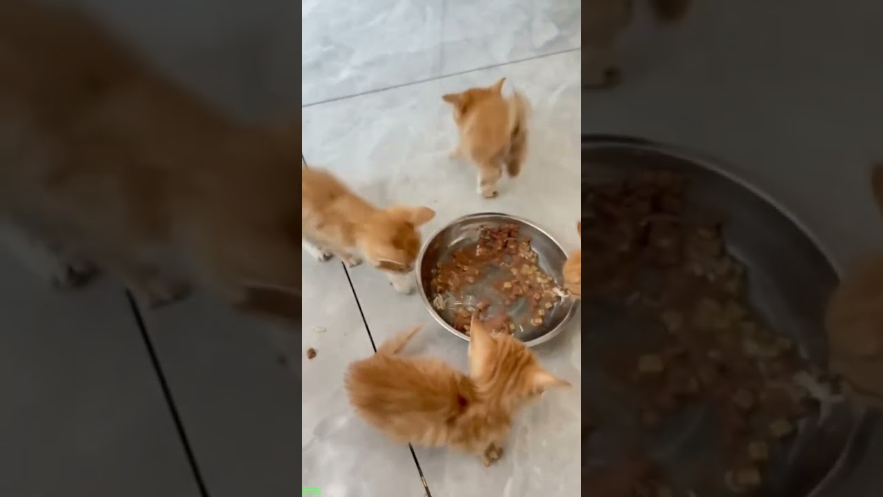 ❤️🐈 Funny cats ❤️🐈 , ❤️Funniest cats #FunAnimals  PART 232