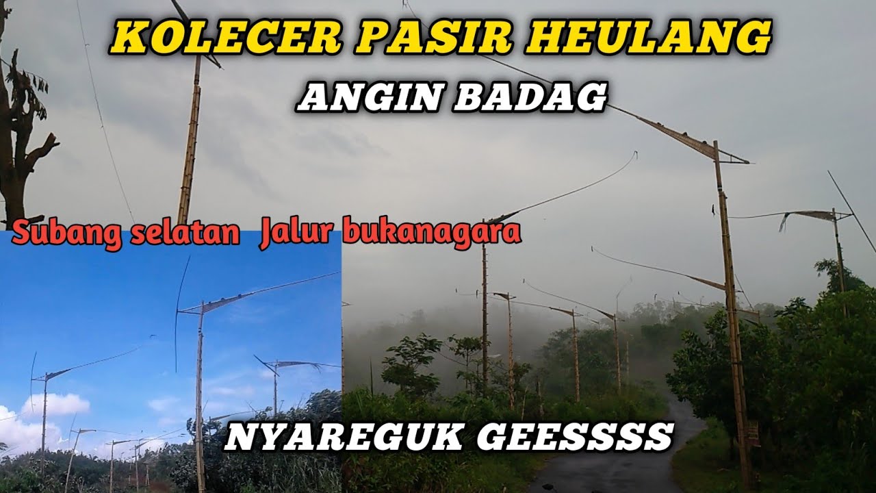 Kolecer seguk pasir heulang || macam-macam seguk nya