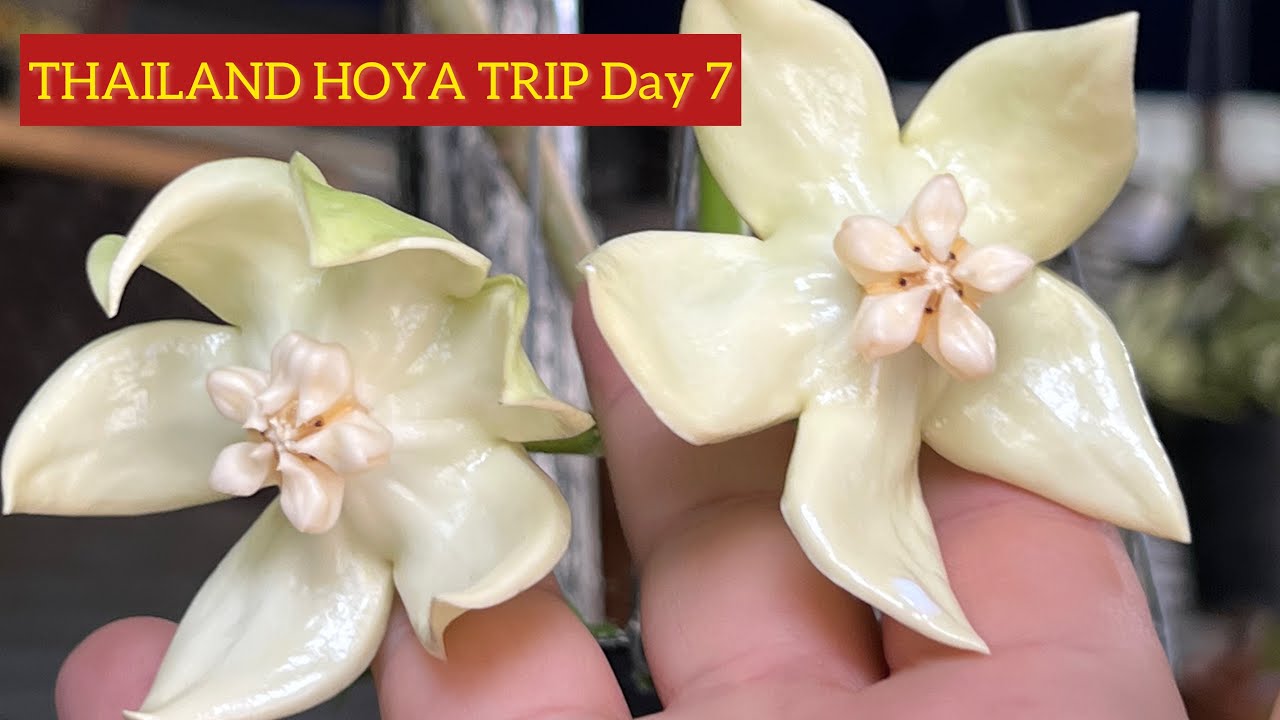 THAILAND HOYA TRIP Day Seven - Chatuchak Plant Market (part Two) #urbanjungle #hoyas