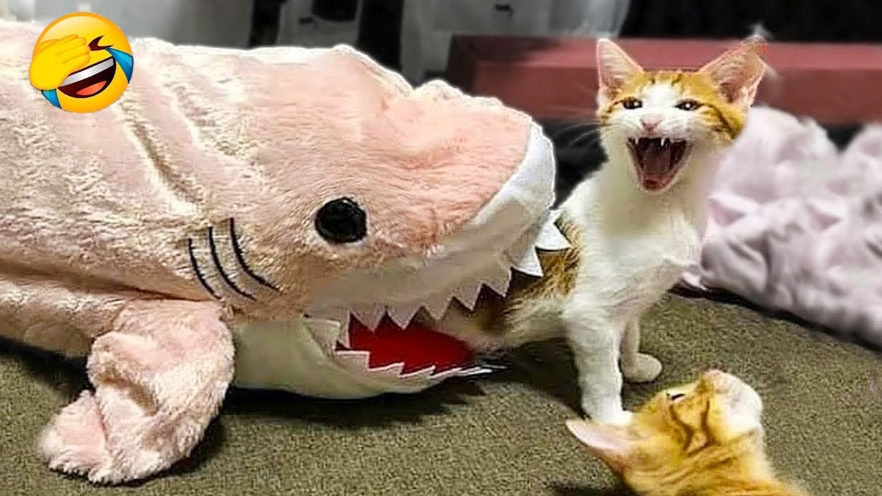 Самые смешные животные 2025 🤣 Самые забавные кошки и собаки 😻🐶