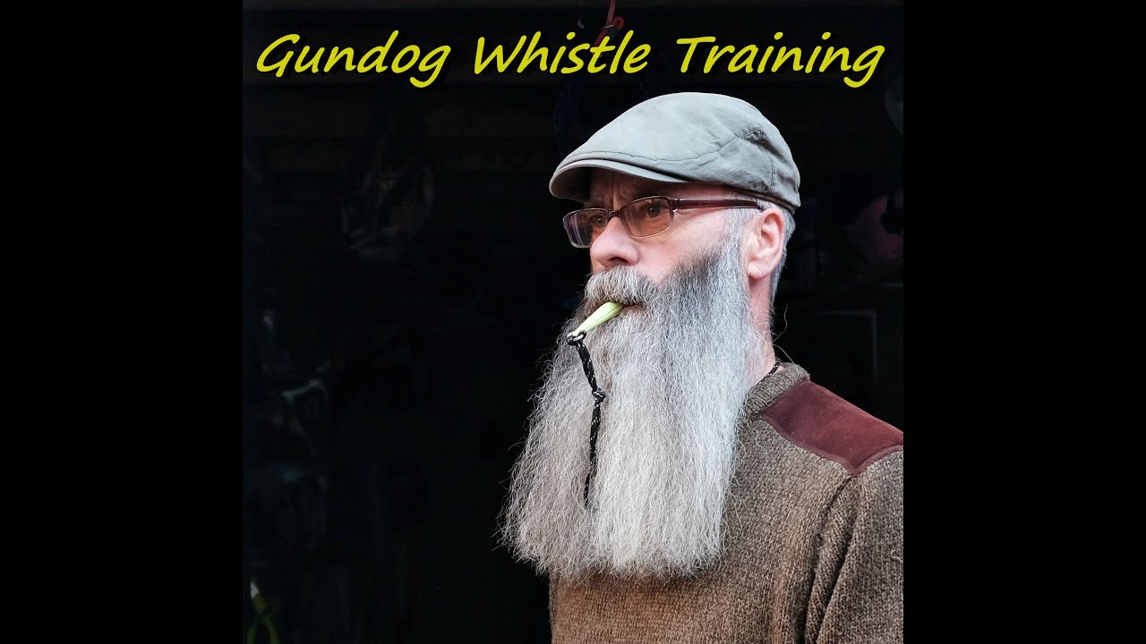 Whistle training a gundog.