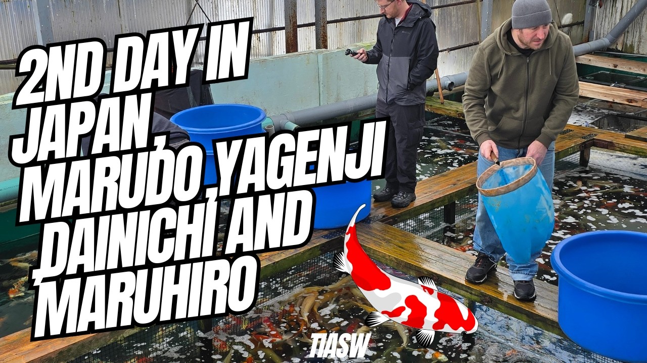 DAY 2 IN JAPAN BUYING TOSAI, VISITS TO MARUDO, DAINICHI, YAGENJI AND MARUHIRO #dainichikoifarm #koi