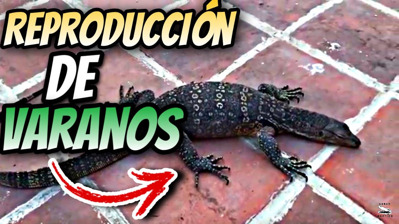 Reproducción de Varanos Salvator!!!