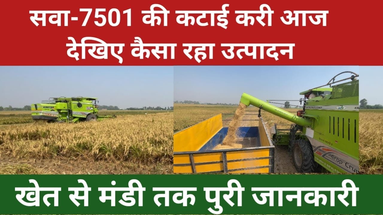 Sava-7501 का उत्पादन देखिए कैसा रहा 2025 में #paddycrop #farming 