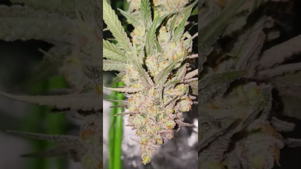 Mimosa EVO|Harvest|Barneys Farm #cannabis #420 #homegrown #fyp