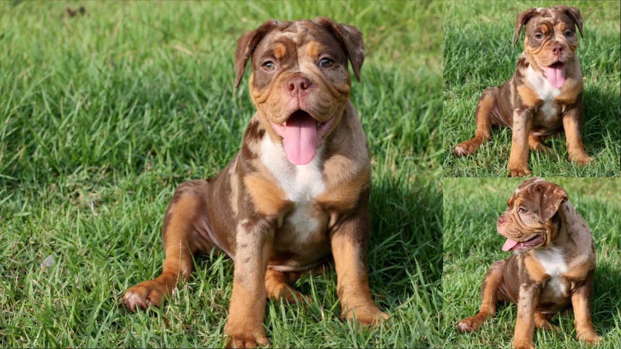 11 WEEK OLD CHOCOLATE TRI MERLE PUPPY | OLDE ENGLISH BULLDOG 🐶