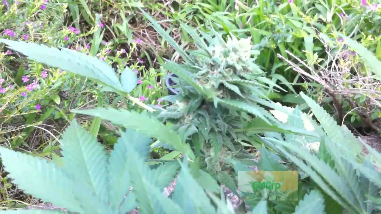 BC Seed King God Bud - 5.5 Weeks into flower