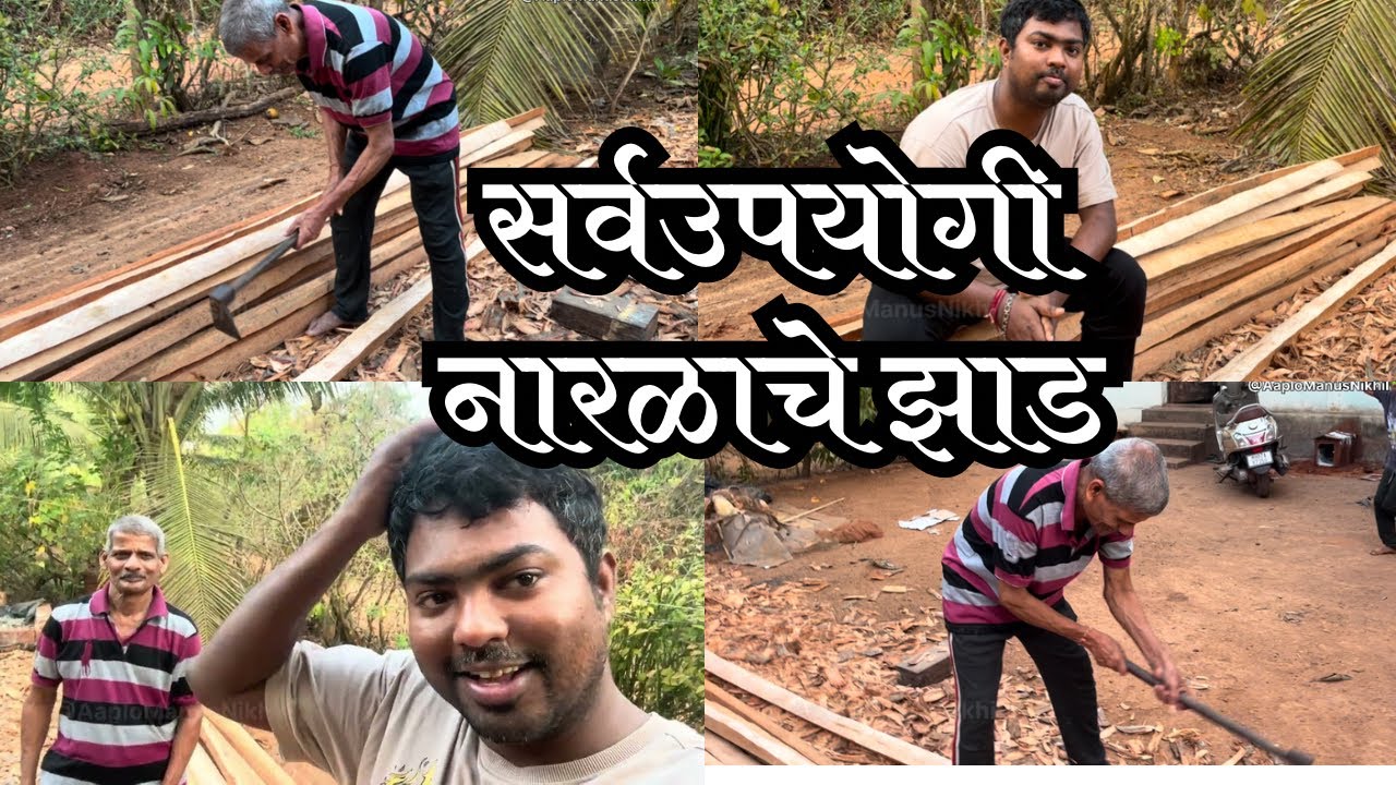 नारळाच्या झाडाला कल्पवृक्ष म्हणतात 🌴| The coconut Tree |Naralache Jhad #kokan#coconuttree #kokanlife