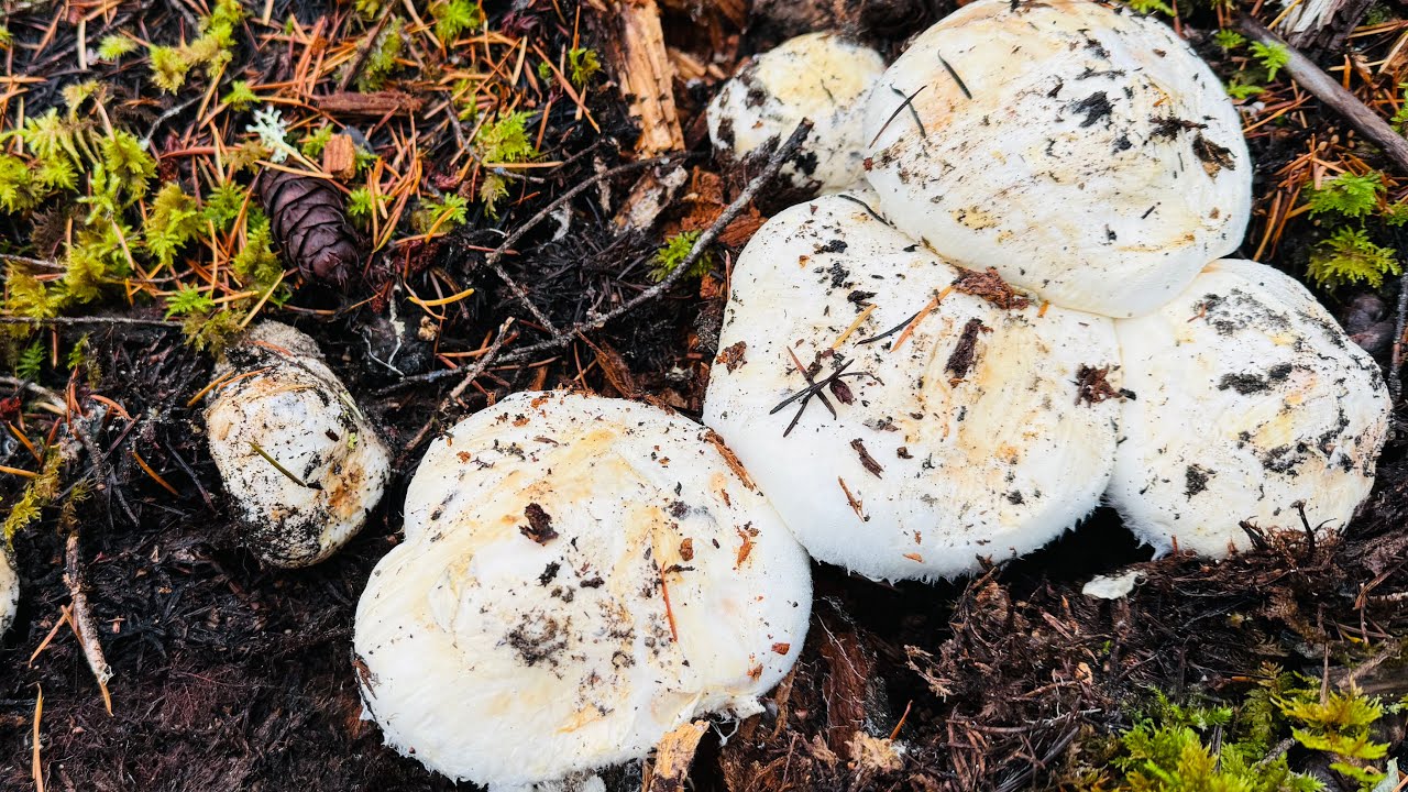 Nấm Tùng Nhung Quý Hiếm Nở Rộ Cuối Mùa Hái Không Ngơi Tay 🇨🇦2250》 Matsutake | Pine Mushrooms