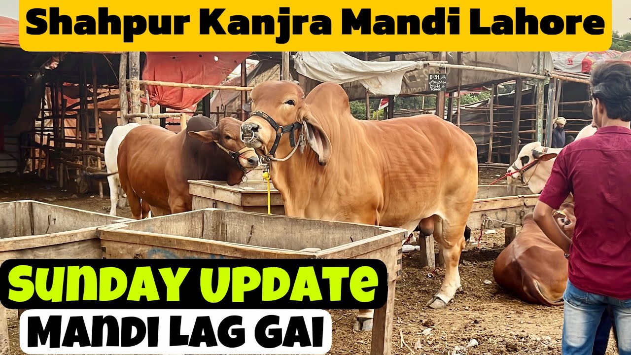 Mandi Lag Gai | Aaj Ki Live Deal | Sunday Update | Shahpur Kanjra Mandi Lahore 2025