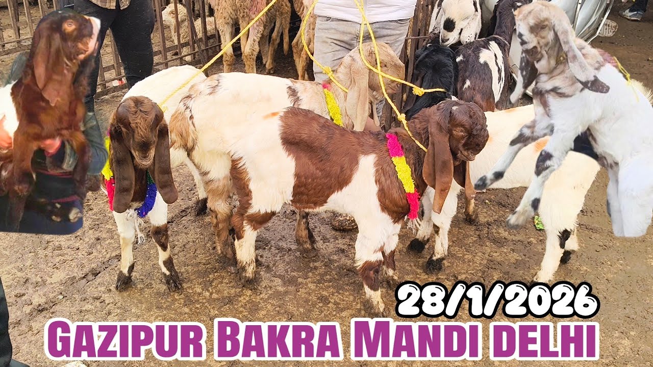 Gazipur Bakra Mandi live update 28/1/2026 delhi 