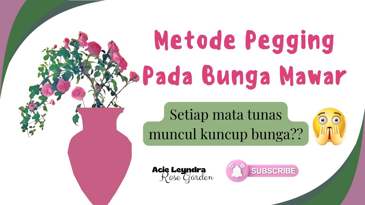 Cara Merimbunkan Bunga Mawar Dengan Metode Pegging
