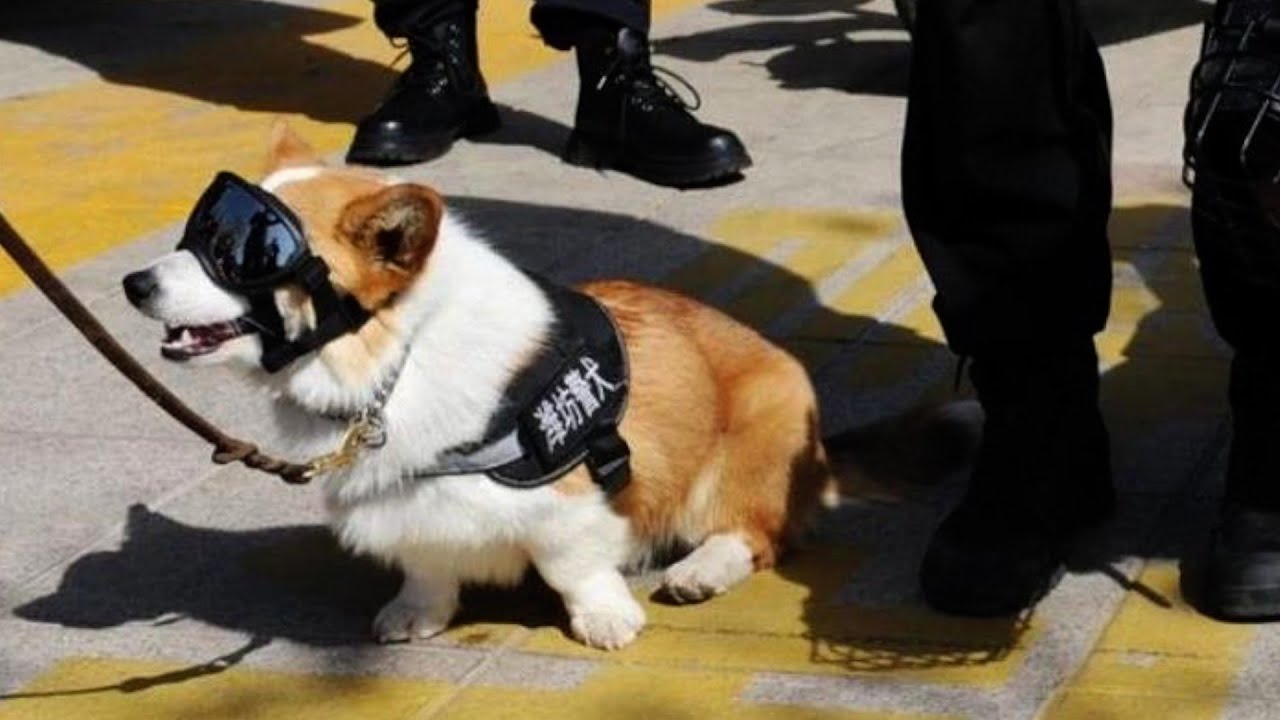 China's first corgi police dog makes debut