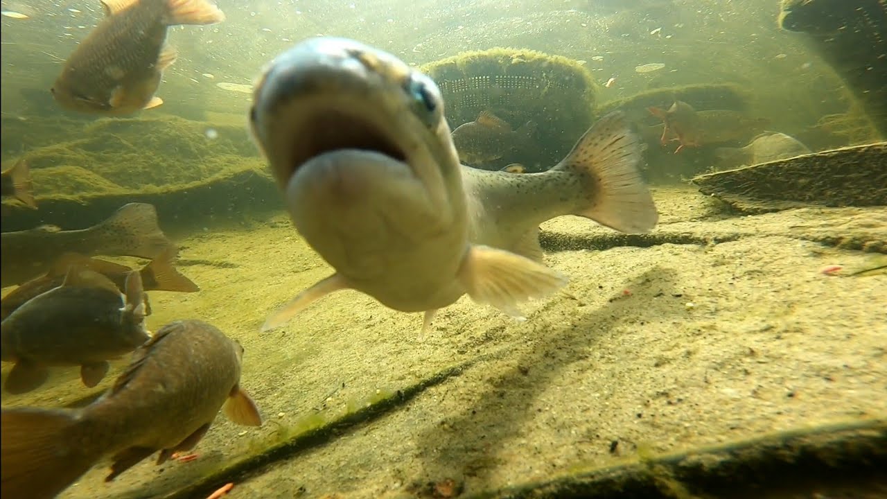 Oczko wodne pstrągi ciągle żerują Super  ujęcia podwone