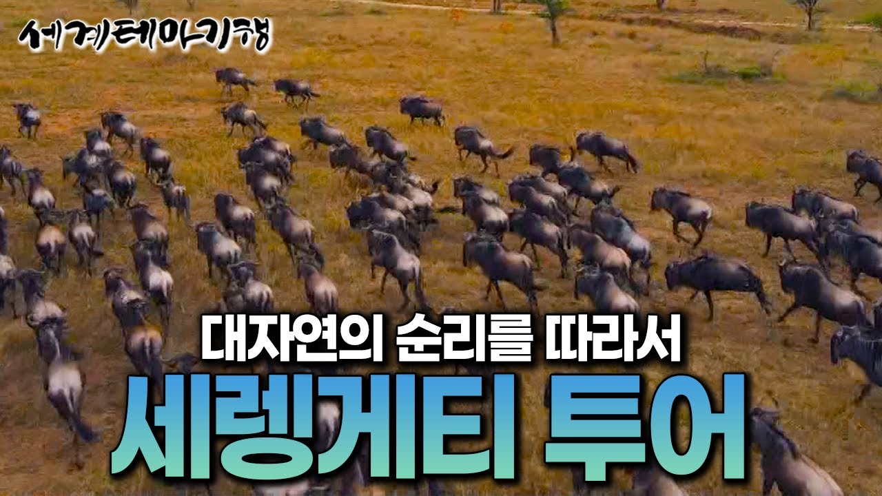 카이스트 출신 여행 작가와 함께하는 아프리카 세렝게티｜1급 멸종위기 치타부터 계절에 따른 500여 종의 야생동물 탐험기!ㅣ세계테마기행│#세테깅