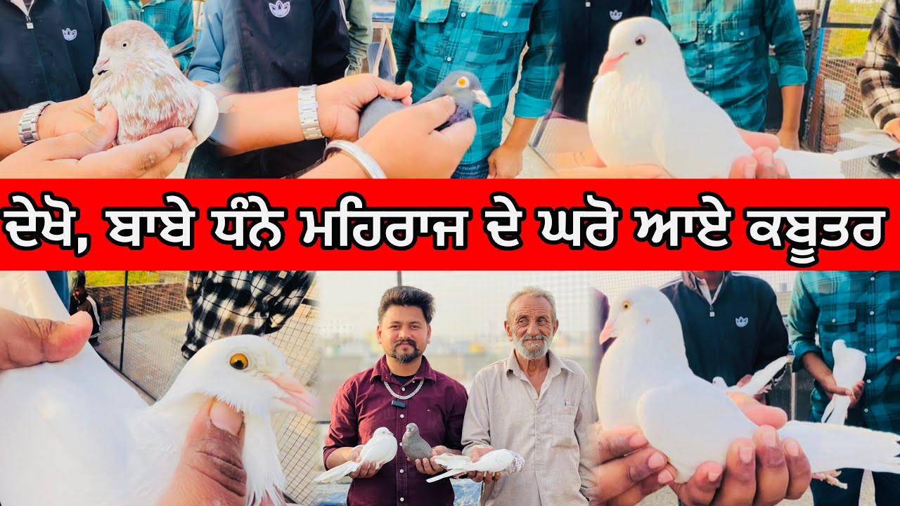 ਦੇਖੋ ਜੀ , ਬਾਬੇ ਧੰਨੇ ਮਹਿਰਾਜ ਦੇ ਘਰੋ ਆਏ ਕਬੂਤਰ || ਉਸਤਾਦ ਕੁਲਵਿੰਦਰ ਜੰਡਲੀ ਦੇ ਕਬੂਤਰ 
