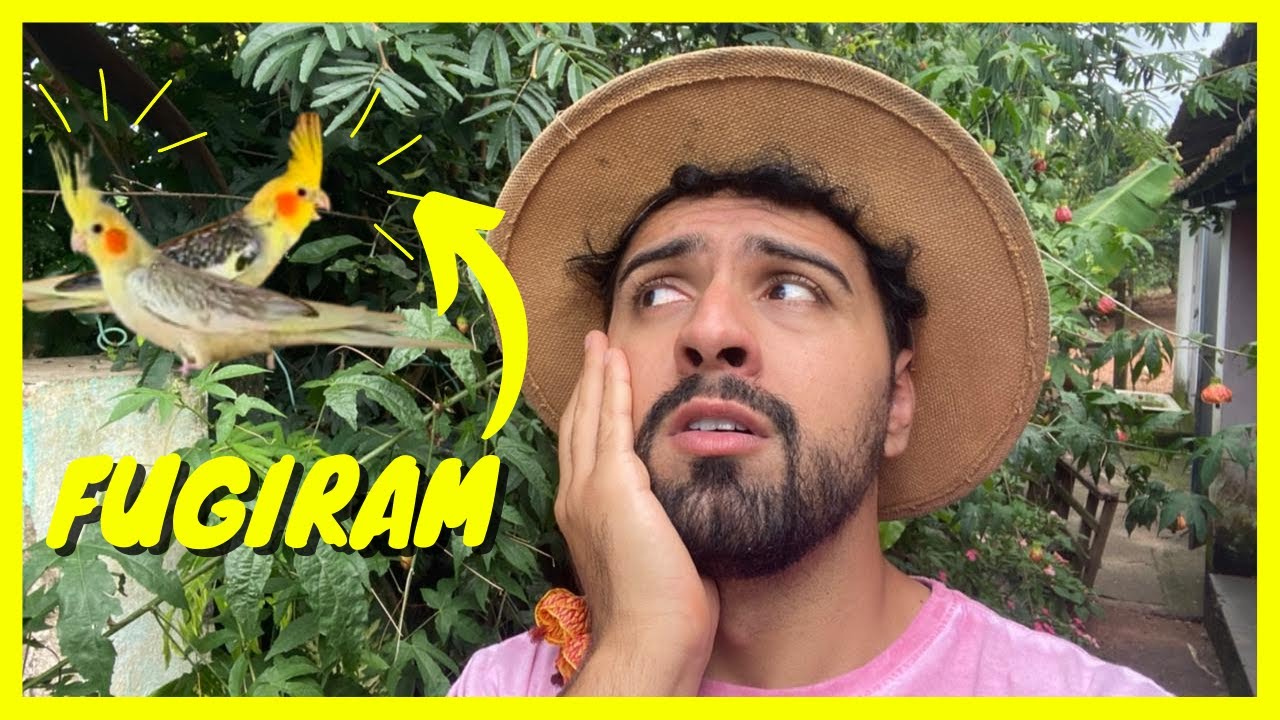 Nossas Calopsitas e Periquitos Australianos Fugiram - Reforma da Chácara | Gutejando