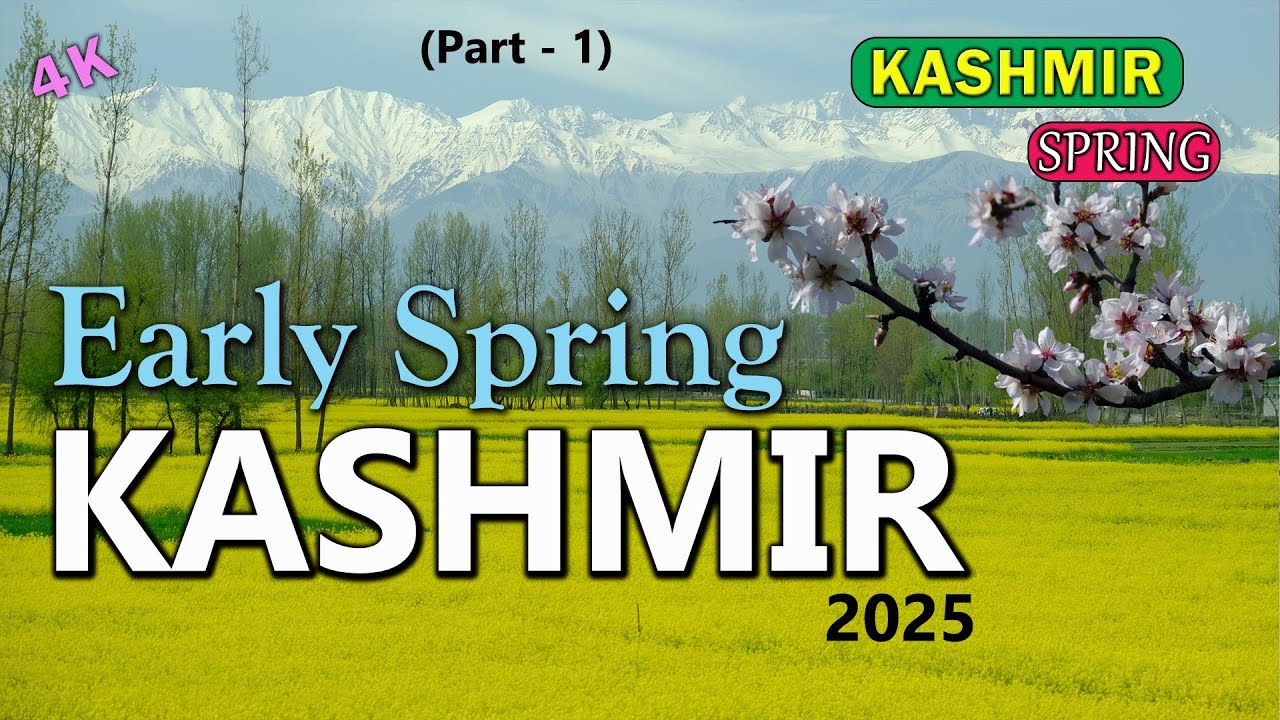 Beautiful Spring of Kashmir 2025 | Almond and Mustard Blossoms | Tulip Garden | Kashmir's best |