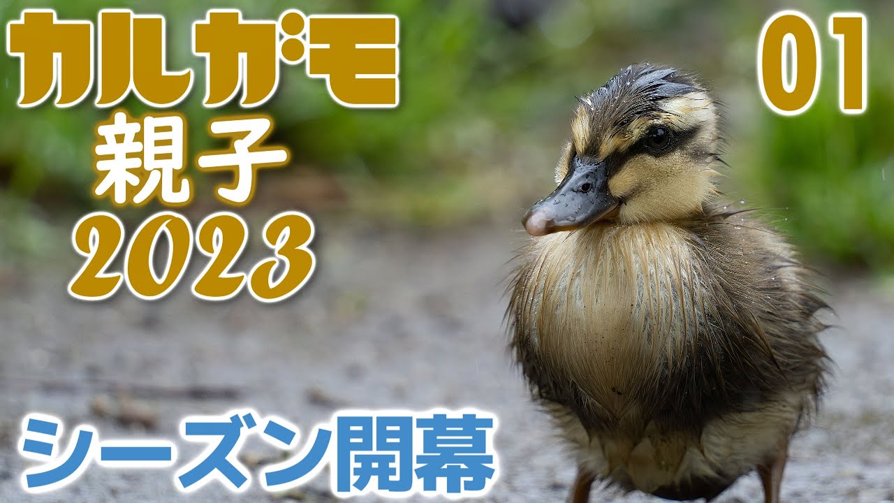 カルガモ親子2023シーズン開幕-つつじの小川-ヒナ10羽を格納せよ-2023年4月26日(雨)