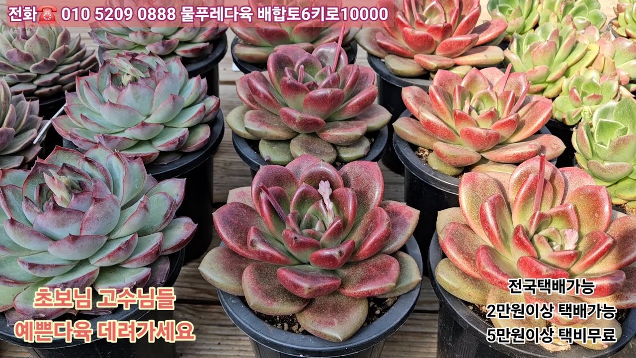3/8(카드결제가능)초보님 고수님들 키우시기 좋은 사이즈 짱짱한 예쁜다육 데려가세요 