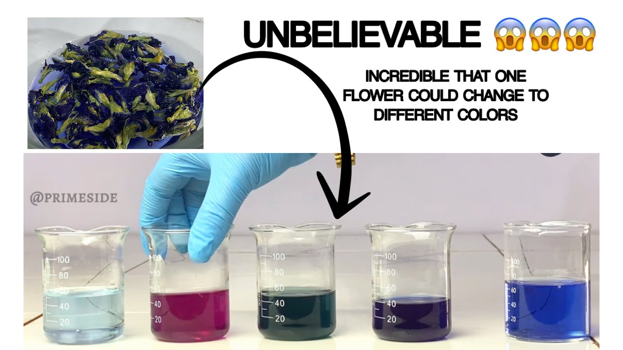 Must watch; See how I changed the colors of blue butterfly pea. So satisfying!!!