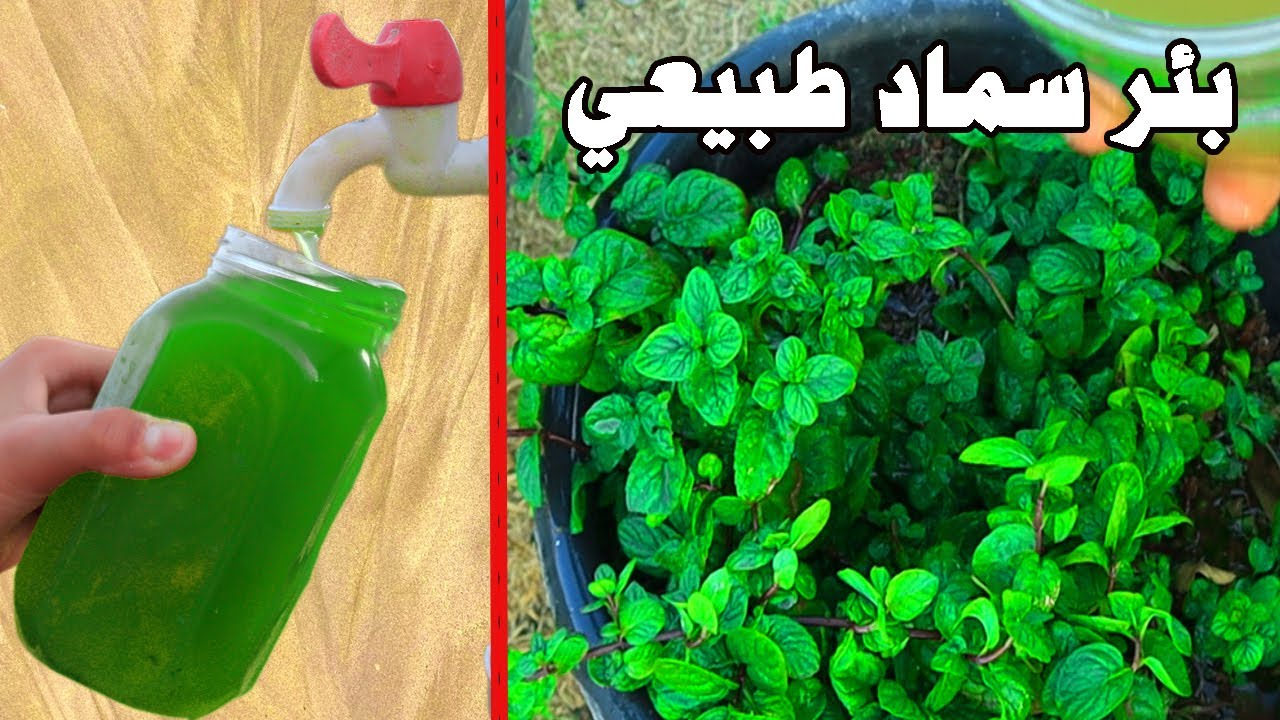 اقوى سماد طبيعي فى العالم يحتوى على النيتروجين موجود فى كل مكان وبلاش ولا احد يعرفة