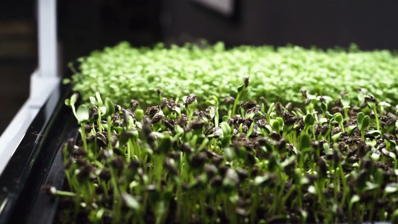 Homefarm Commercial 'S' Landscape Reel