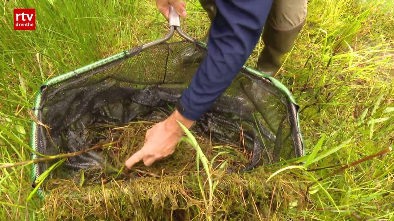 Epidemie ranavirus houdt aan: massale kikkersterfte