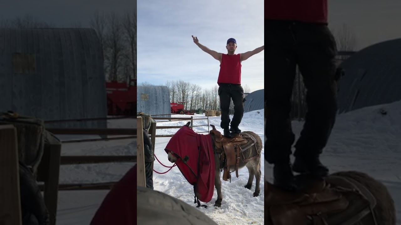 Canada 2022 Fernando and training a Donkey to be friendly with people