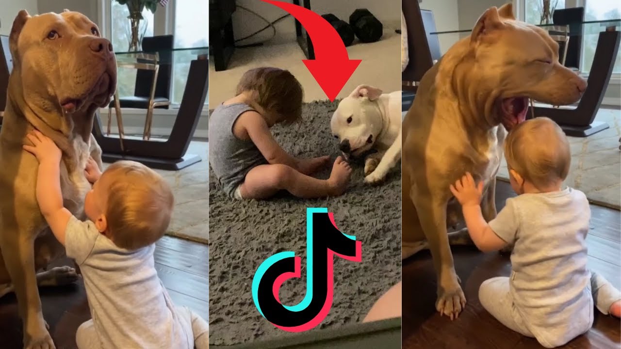 FUNNIEST PITBULL AND BABY VIDEOS FUNNY😂BABIES AND DOGS PLAYING COMPILATION (VIDEO DE PITBULL E BEBE)