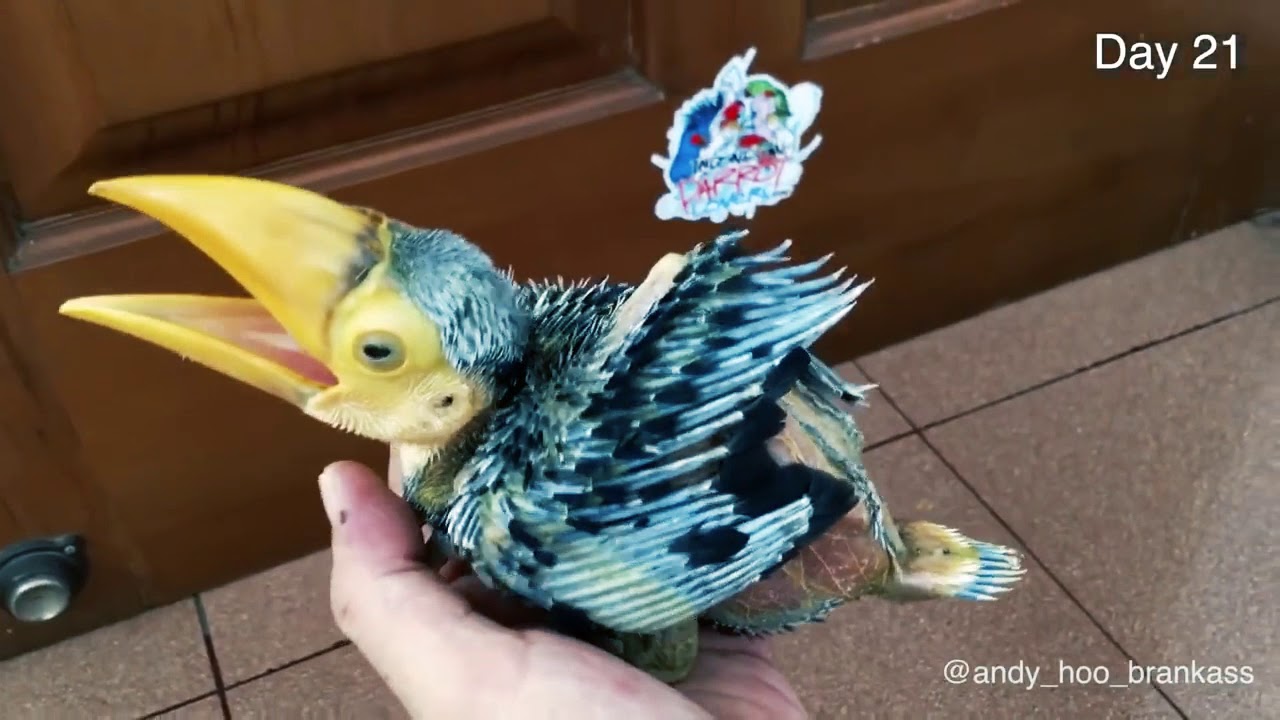 Toucan - Crecimiento del Ave Pico de Banana.